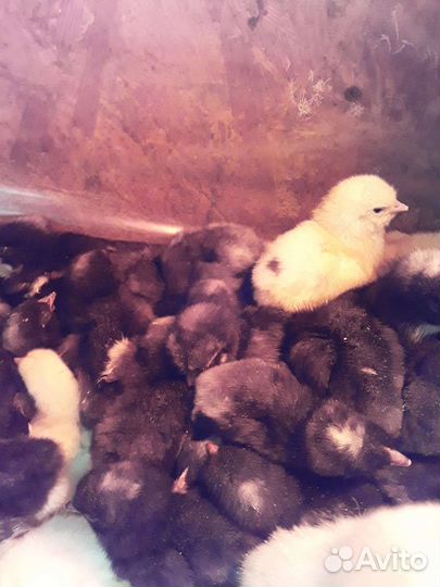 Инкубационное яйцо плимутрок