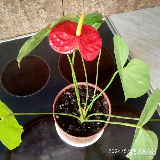 Цветок Аглаонема Антуриум Спатифиллум