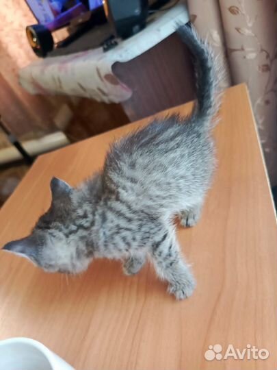 Котята от британской вислоухой в дар