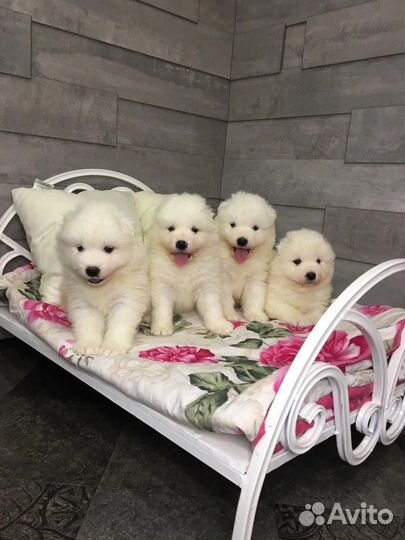 Щенки самоеда