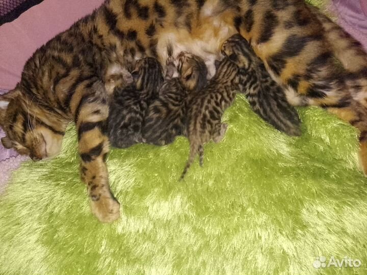 Бенгальские котята