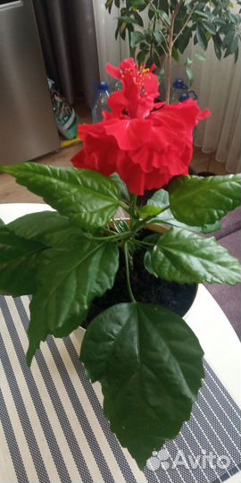 Гибискус махровый ярко-краснвй