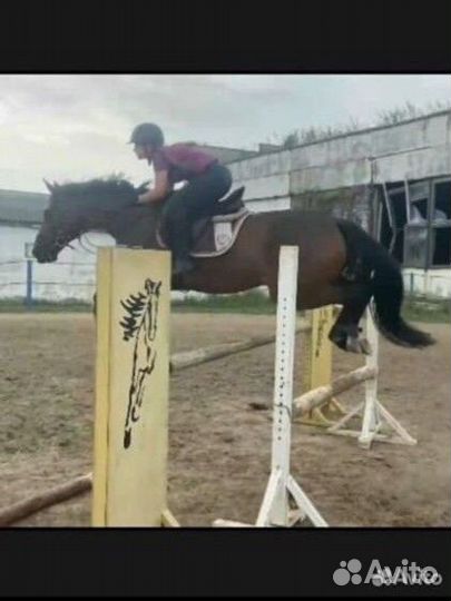 Конкурный мерин. Готовим документы на переезд