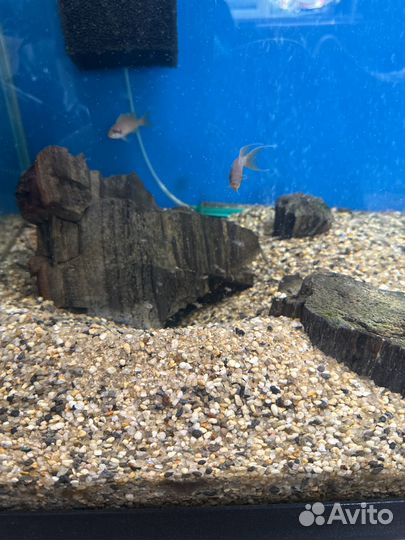 Лабидохромис Еллоу – жёлтый обитатель скал