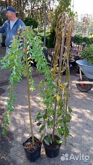 Ива козья Пендула, ива козья килманарок