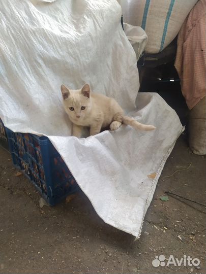 Котенок