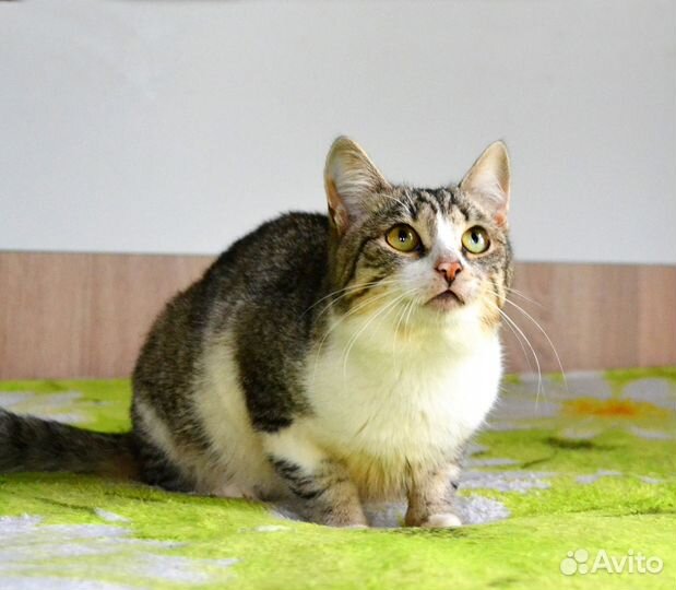 Котик в добрые руки