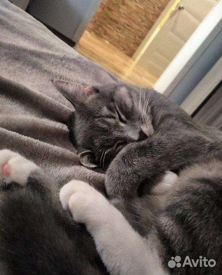 Кошка