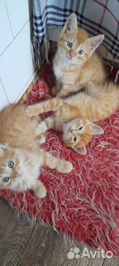 Котенок