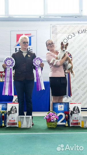 Хендлер, подготовка собак к выставке