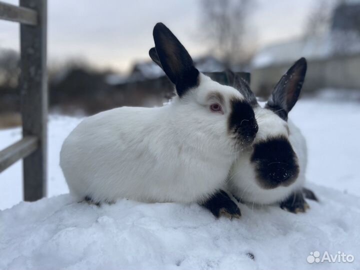 Кролики калифорнийские