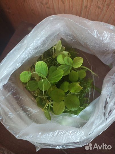 Продам аквариумные растения