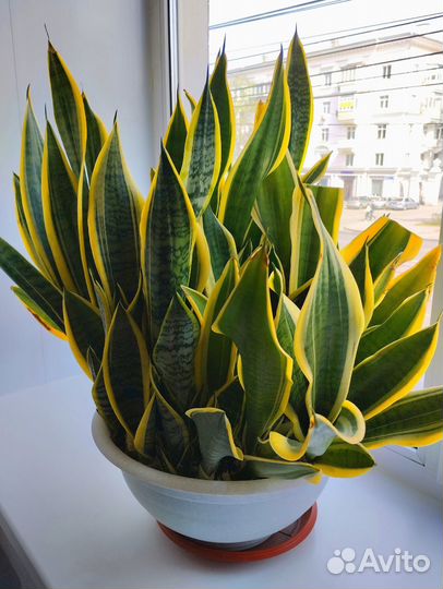 Большой комнатный цветок