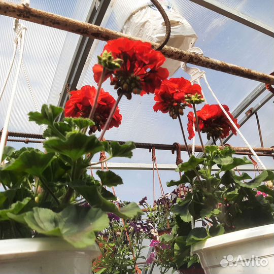 Петуния ампельная в кашпо, герань, бегония