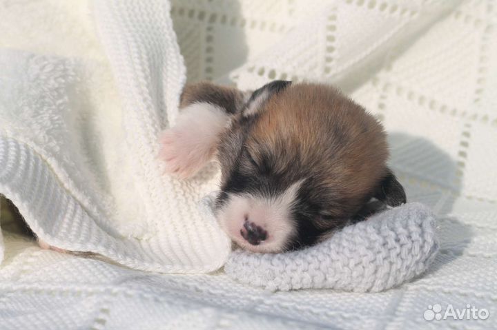 Мальчик вельш корги пемброк