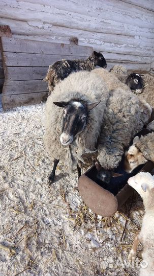 Овцы и бараны