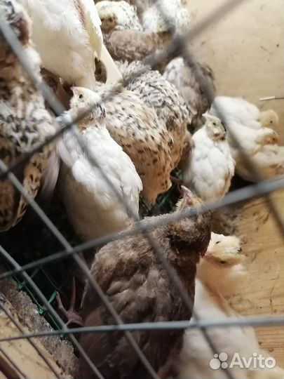 Яйца перепелиные инкубационое, перепела