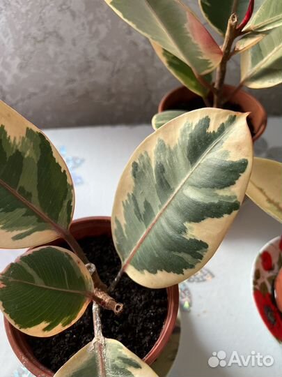 Фикус эластика тинеке