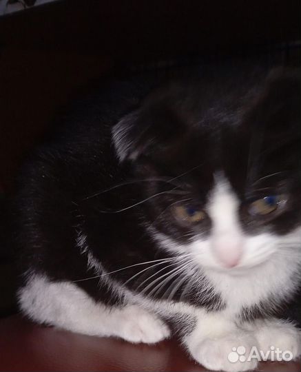 2 котёнка 2 месяца кошечки