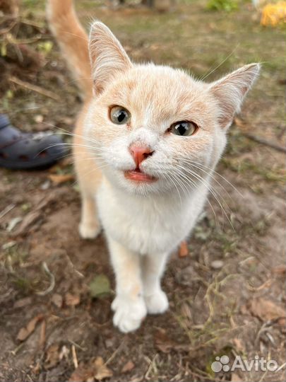 Кошка персиковая
