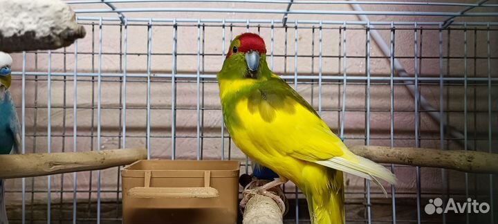 Попугай какарик
