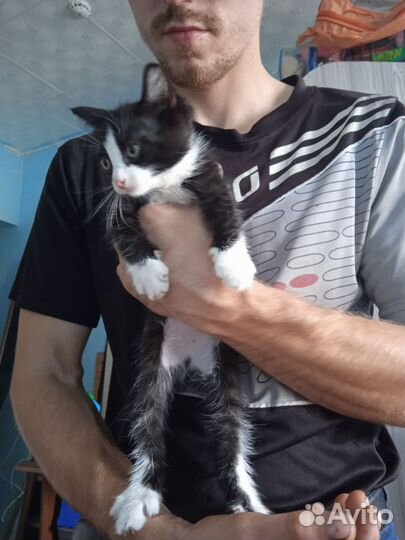 Отдам в добрые руки