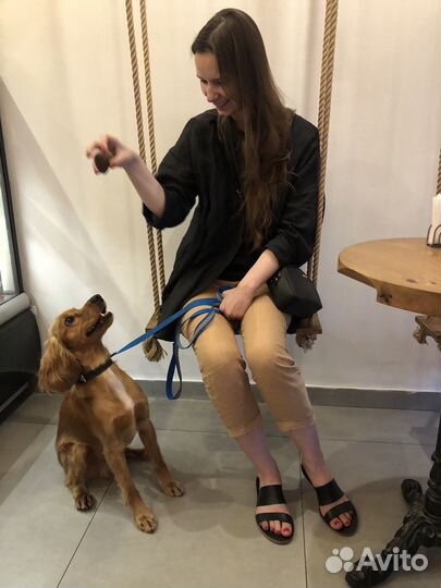 Догситтер, зооняня, передержка собак, няня