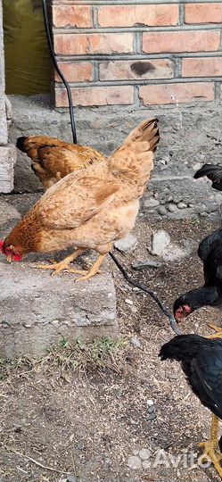 Куры петухи