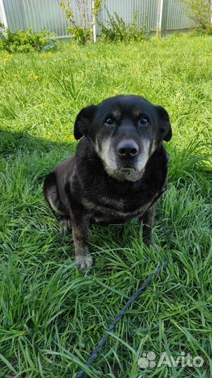 Проявите милосердие к нашей старушке