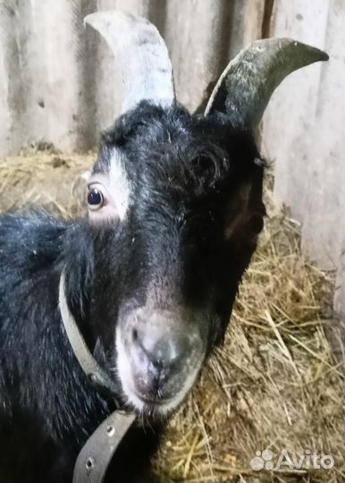 Козел породы Ламанча