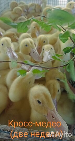 Утки, Гуси, Мулард