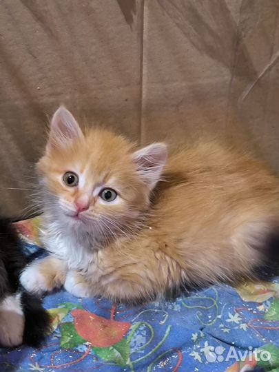 Котята в добрые руки бесплатно