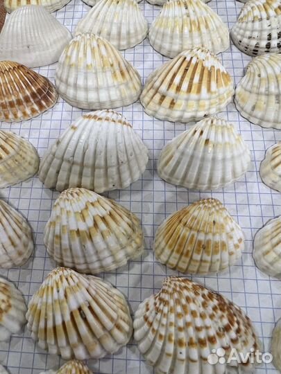 Ракушки