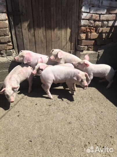 Поросята