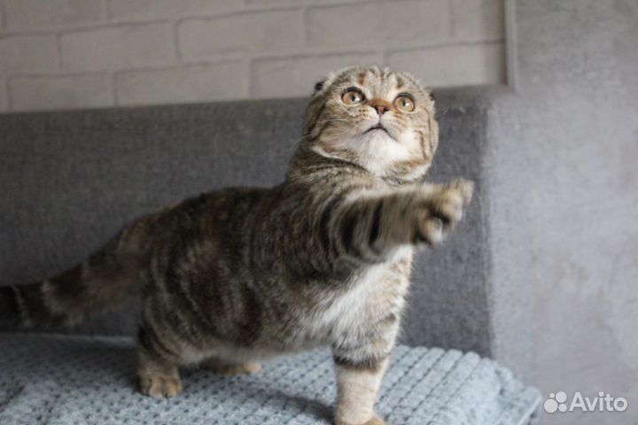 Шотландская кошечка