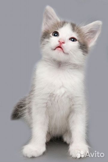 Две кошечки в добрые руки