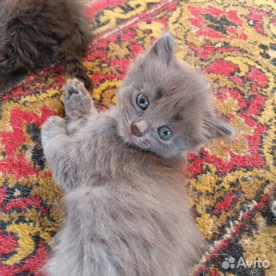 Котята нибелунги