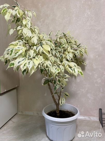 Фикусы: Де Гантель,Кёрли, Голден Моник, Даниэль