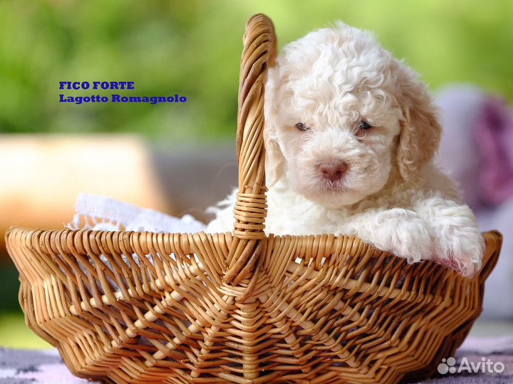 Лаготто романьоло