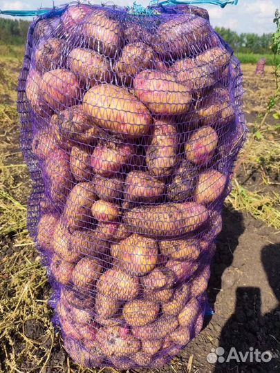 Картофель опт