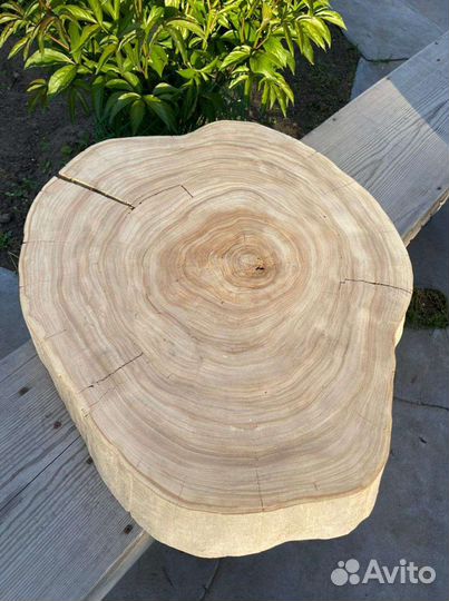 Спил карагача (вяза)