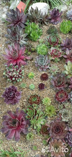 Молодило в ассортименте