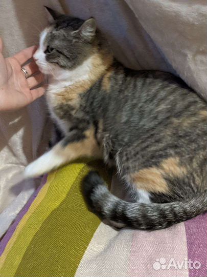 Кошечка четырехцветная красавица