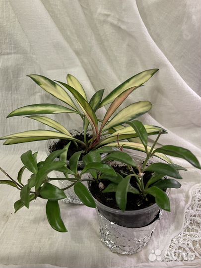 Хойя Аустралис Лиза