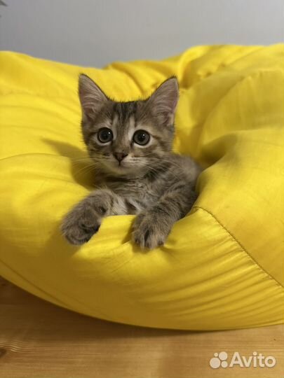 Отдам котенка в добрые руки