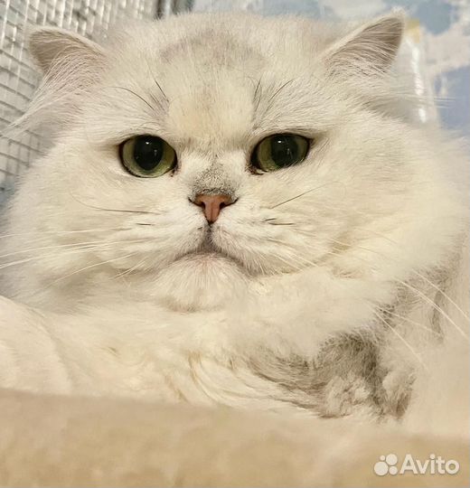 Британский кот на вязку