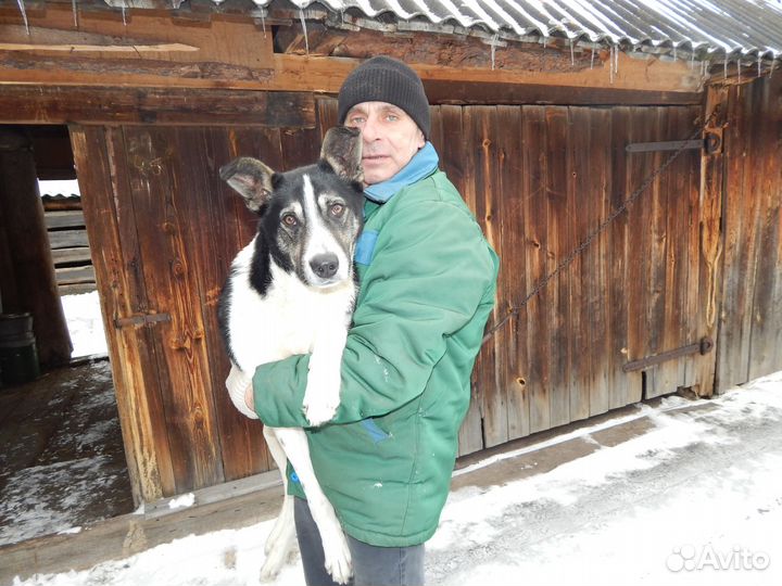 Дачные сторожа. Сторож на даче. Сторож с проживанием. Помощник по хозяйству с проживанием. Охранник на дачу с проживанием.