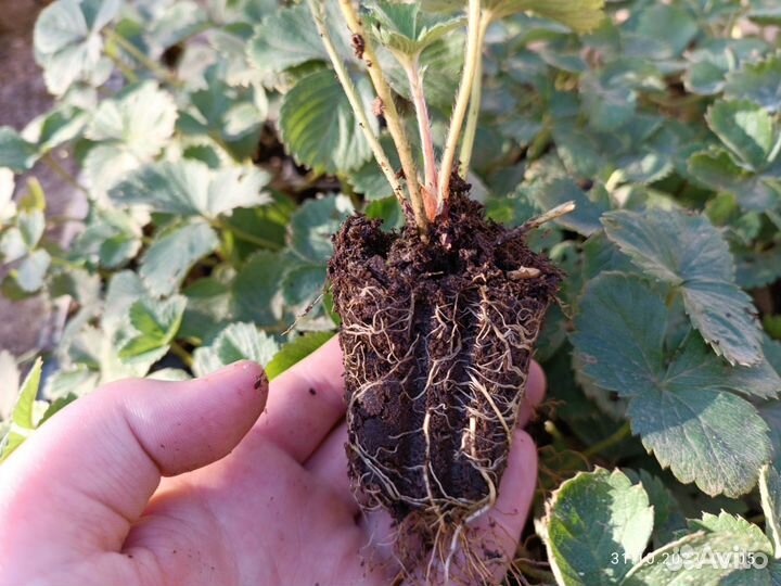 Рассада клубники murano