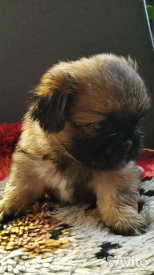 Щенки пекинеса