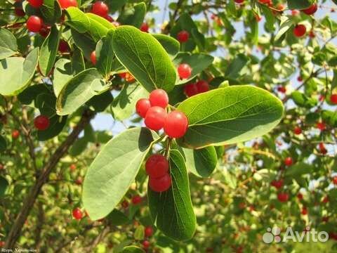 Жимолость Татарская